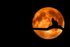 新月　満月　ねこ　cat